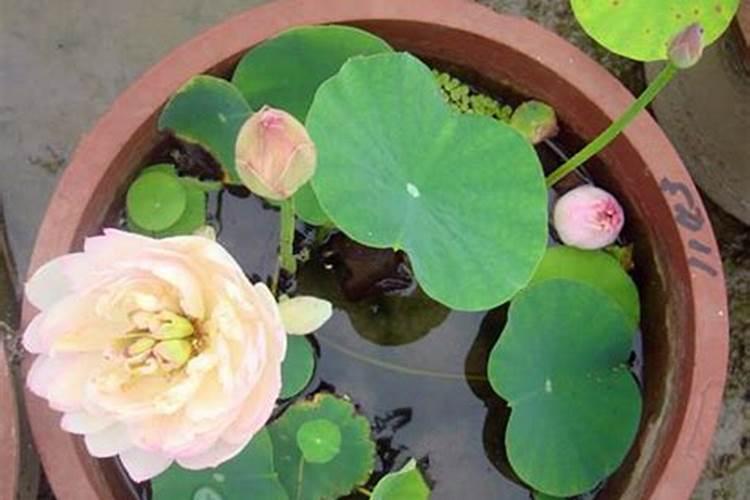 碗莲可以用种花的营养土种吗？还有不施肥可以吗？