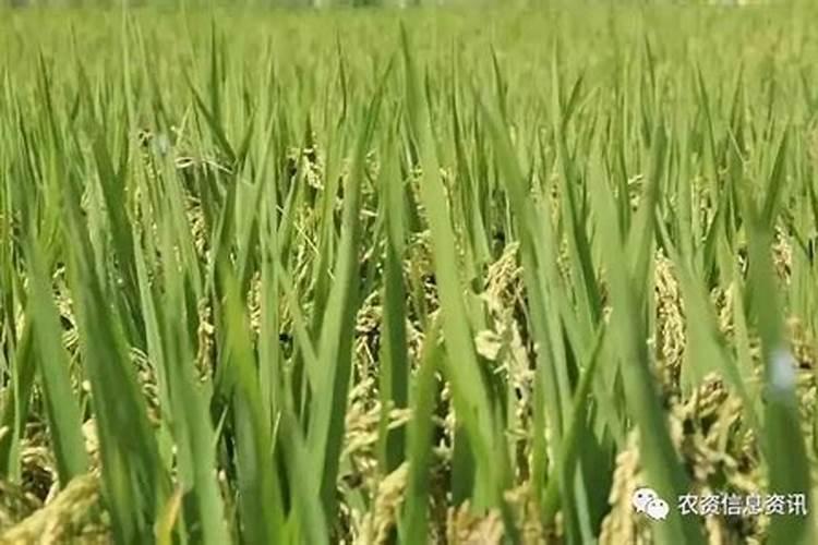 磷酸二氢钾和尿素、芸苔素内酯、硼肥如何搭配用？效果怎样啊？