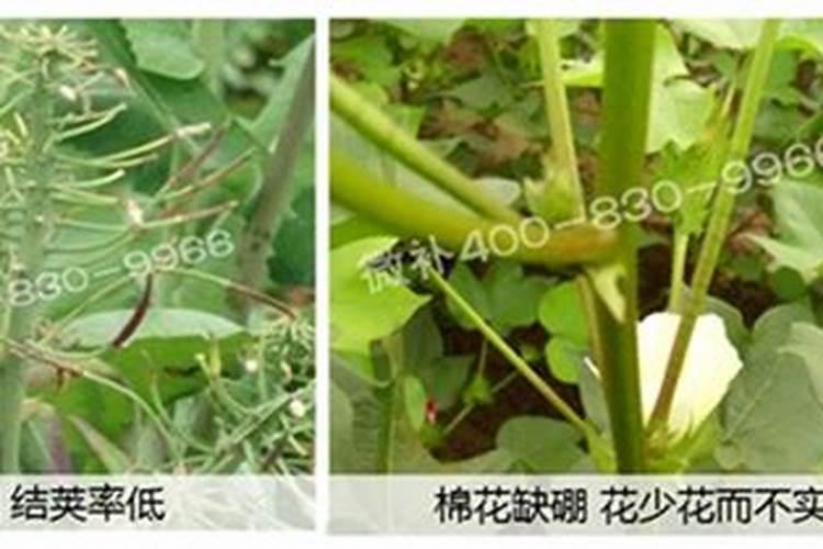 硼肥什么时候施肥最好