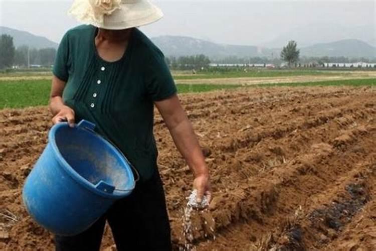 油松树的种植方法