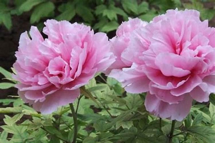 油用牡丹就应该这样施肥