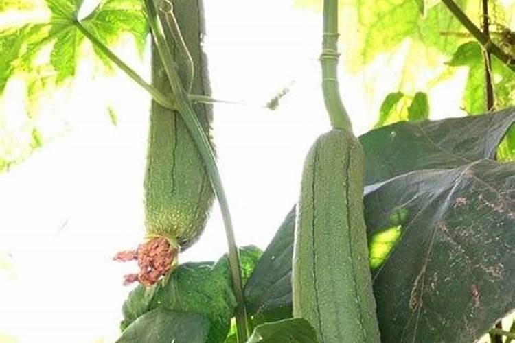 丝瓜中后期用什么肥料追肥