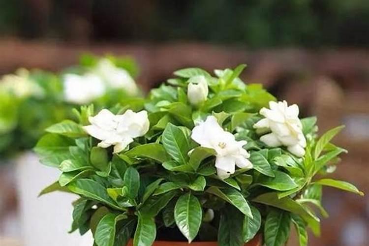 栀子花用什么肥料最好,怎么施肥