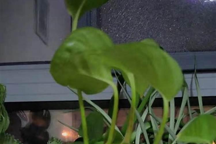 黄豆如何泡制氮肥