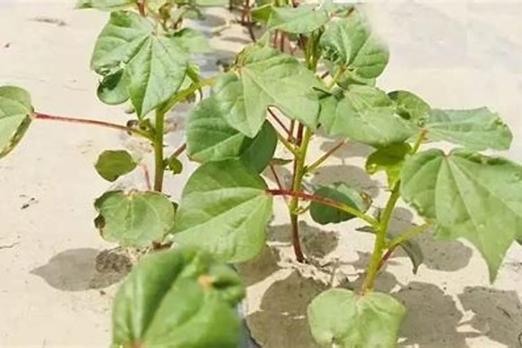水溶性磷肥使用方法
