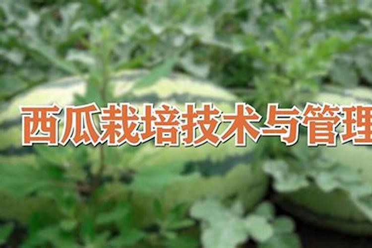沙糖桔成熟期是否还有必要追肥？