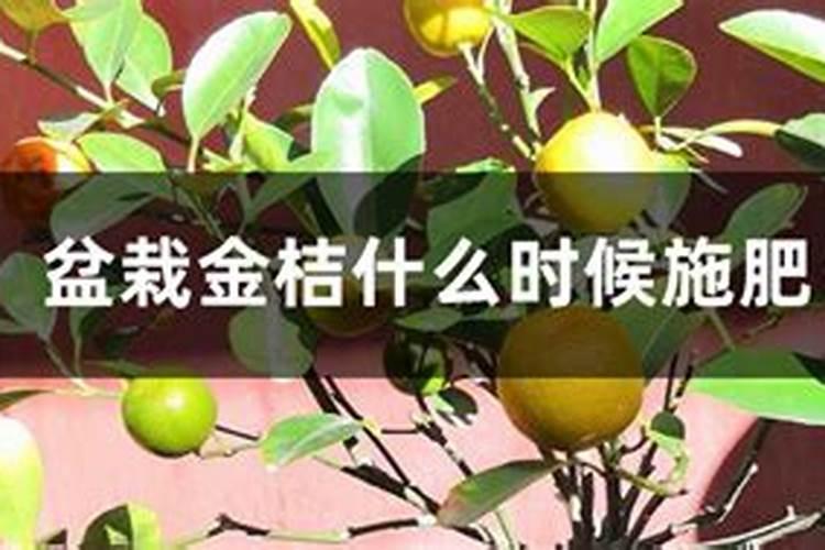 家养桔子树施什么肥料,腐熟的有机肥配叶面肥