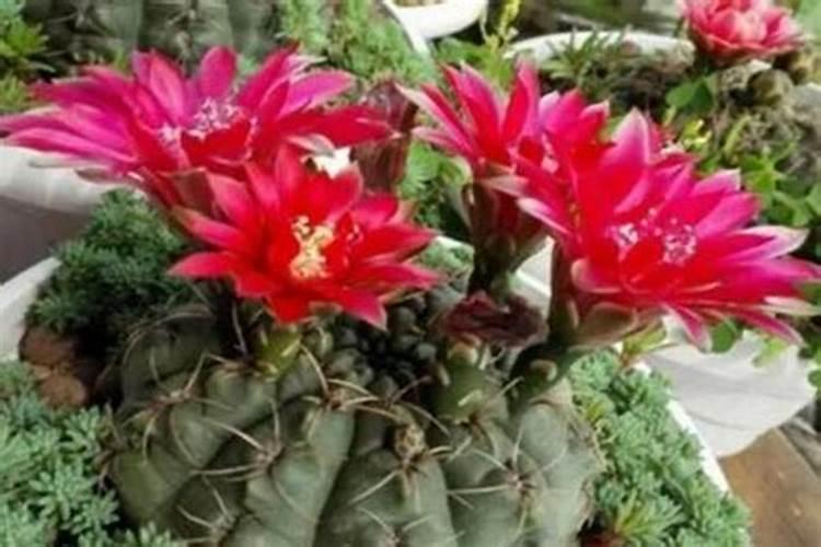 绯花玉施什么肥最好