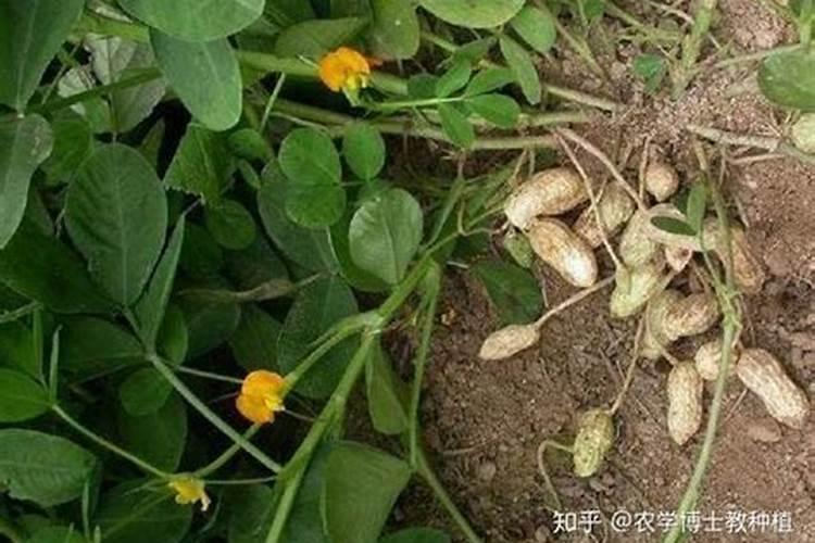 花生开花期施什么肥料