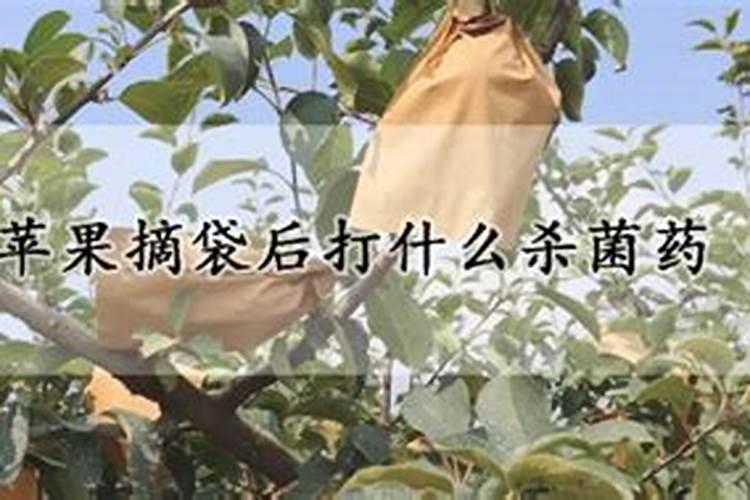 叶面肥什么时候打效果好