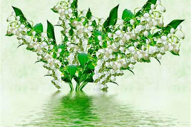 铃兰花种植方法