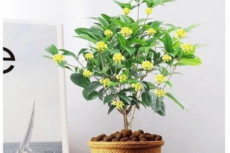 草莓一斤价格是多少 不同品种草莓价格表