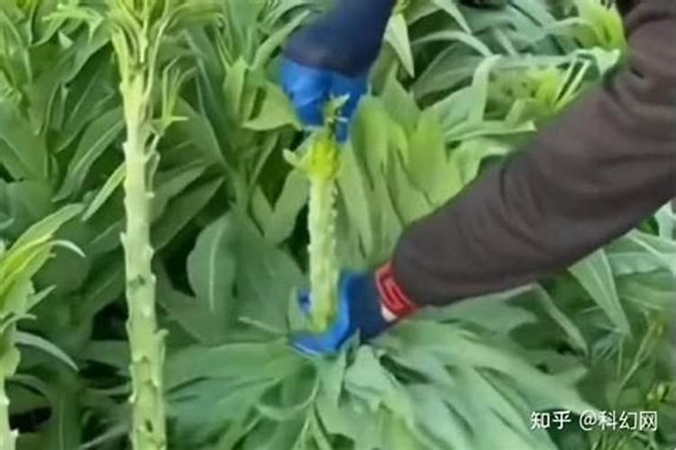 贡菜是怎么生长的