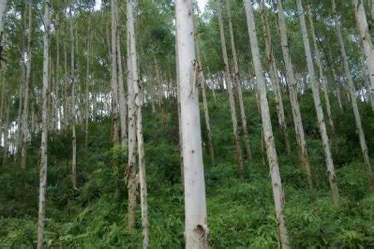 桉树肥不掺农药怎么施用最安全