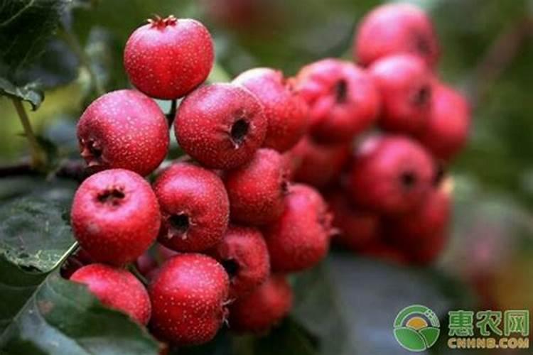 苹果花后喷药很关键,想要生产出优质的苹果,应该如何施药？