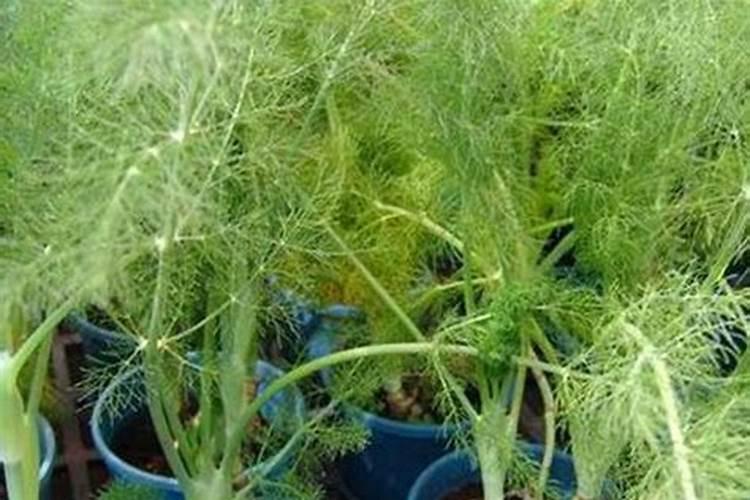 茴香的种植方法 茴香怎么种植能高产
