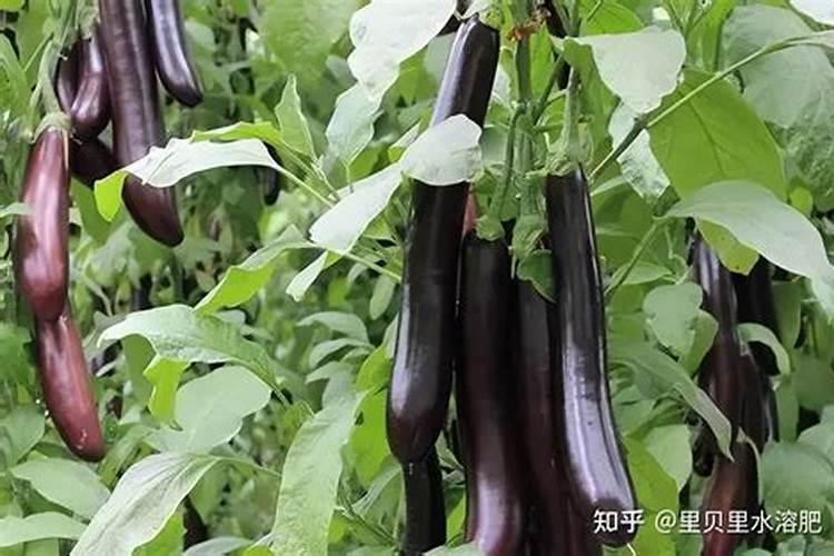 长茄子冲施肥哪种好