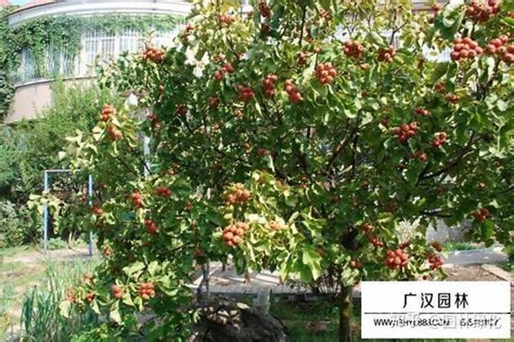 山楂树施肥的最佳时间和方法