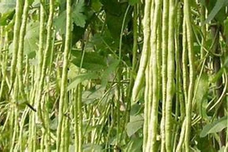 百香果施什么肥好 百香果用什么肥料最好