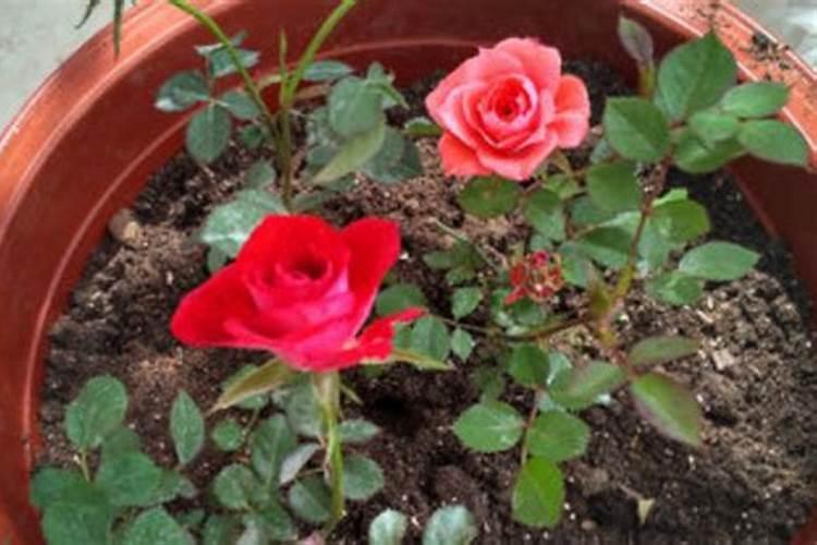 月季长花苞后怎么施肥