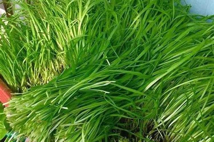 小葱最忌三种肥料