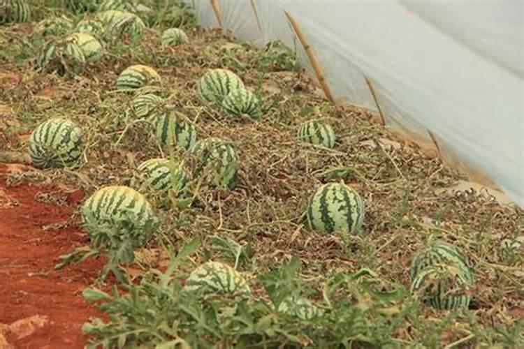 桃树什么时候施肥最好桃树施肥的最佳时间