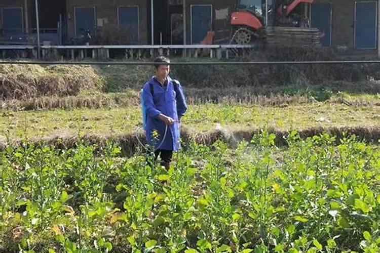 油茶如何施肥,油茶施肥技术