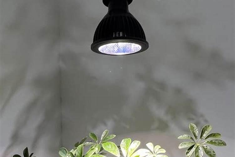 多肉缺光怎么办(多肉植物缺光怎么办？拯救你的多肉,光照不足的应对策略...