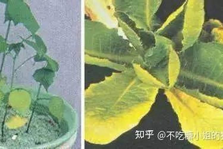 植物叶绿素少怎么办