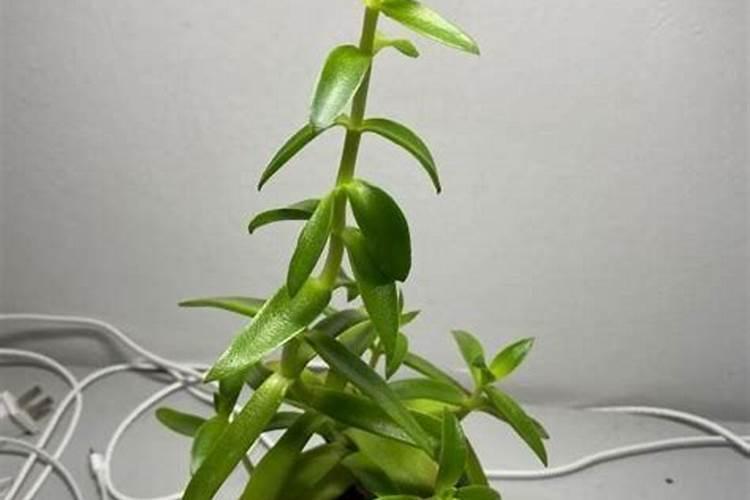 叶子黄与根部不发达缺什么肥料？