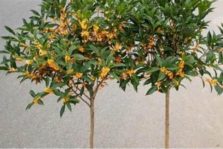 经长途运输的桂花怎样栽培？能喷施叶面肥吗？