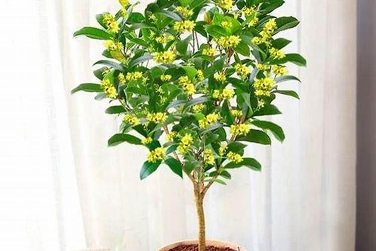桂花树一般都使用什么叶面肥