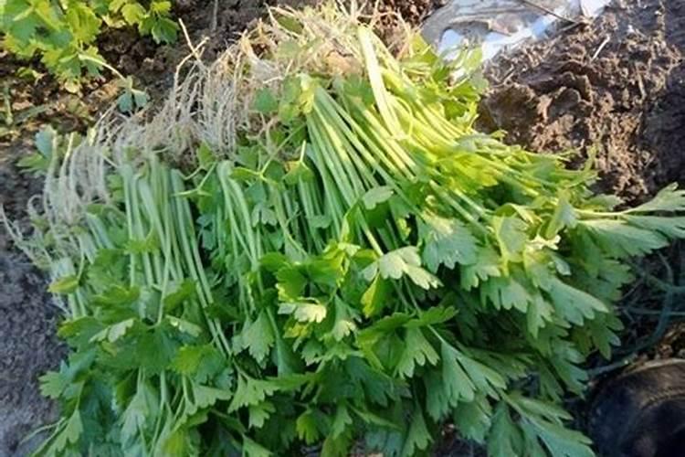 芹菜的用肥方法
