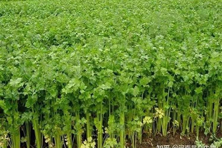 芹菜用什么肥料长得快