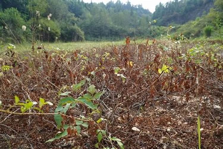 怎样给茶叶喷施叶面肥？ 敌百虫90%高效杀灭作物害虫小国家