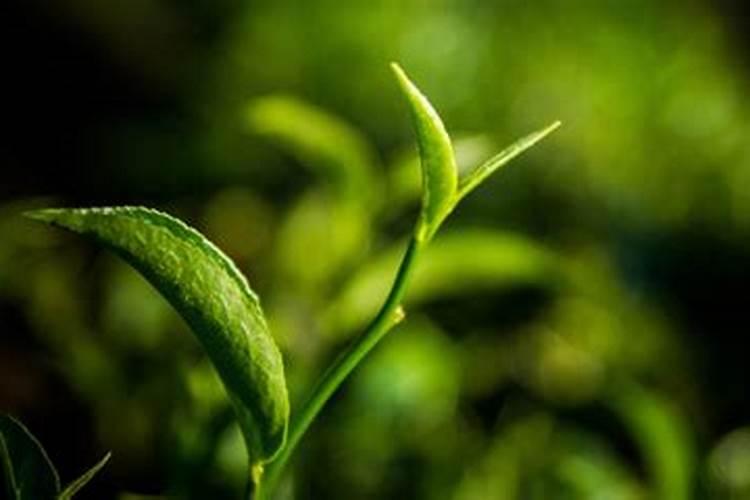 茶叶叶面肥怎样施用才好