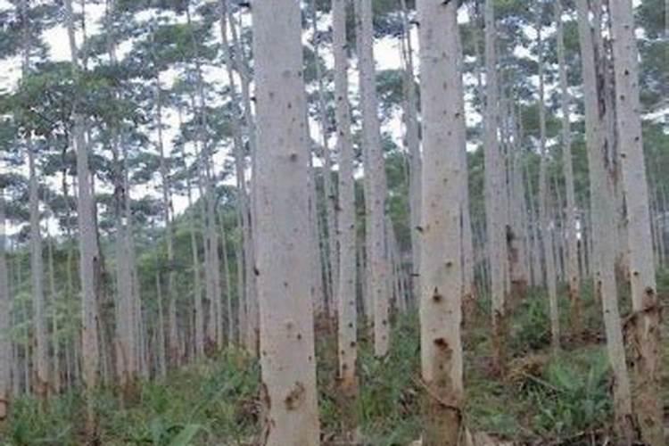 大桉栽培要点