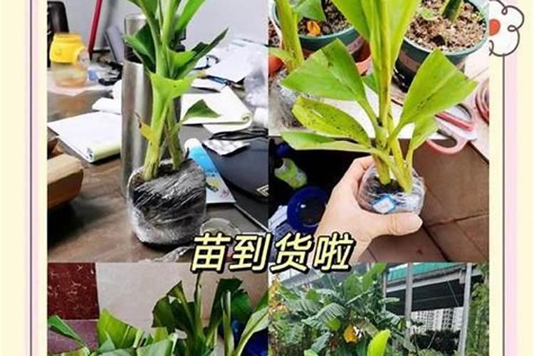 杏仁的皮泡水来浇植物对植物有影响吗的？