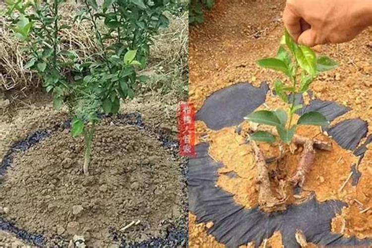 头年挂果沃柑现在用放肥抽夏梢吗？