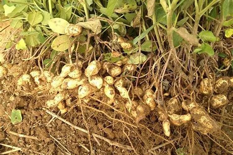 花生幼苗可以喷叶面肥吗 使用什么肥料好