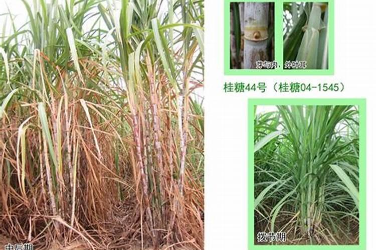 详细讲讲桂糖44号在管理方面的具体步骤