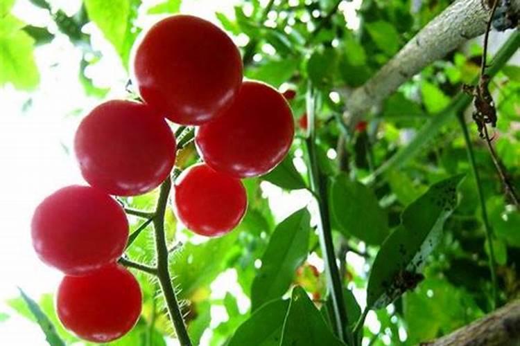 “苹果树膨果期施什么肥料好”