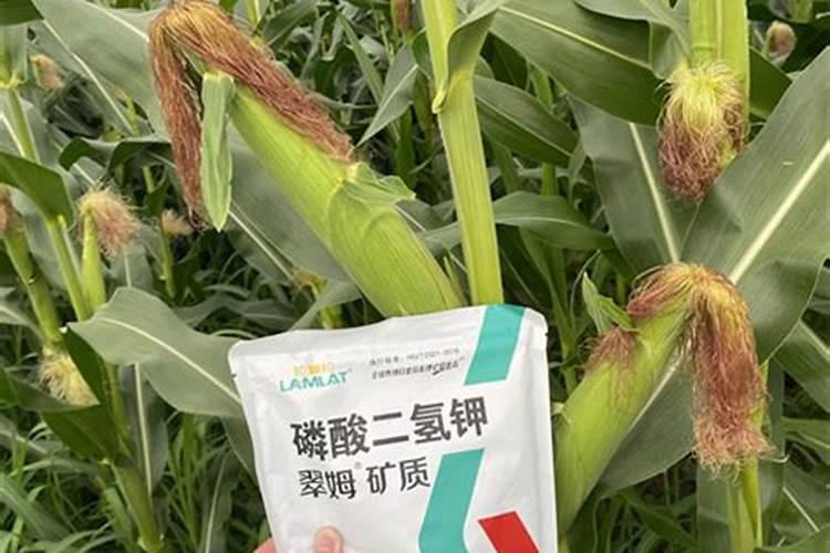 玉米在不同生长阶段对生长要求不同,如何进行合理管理？