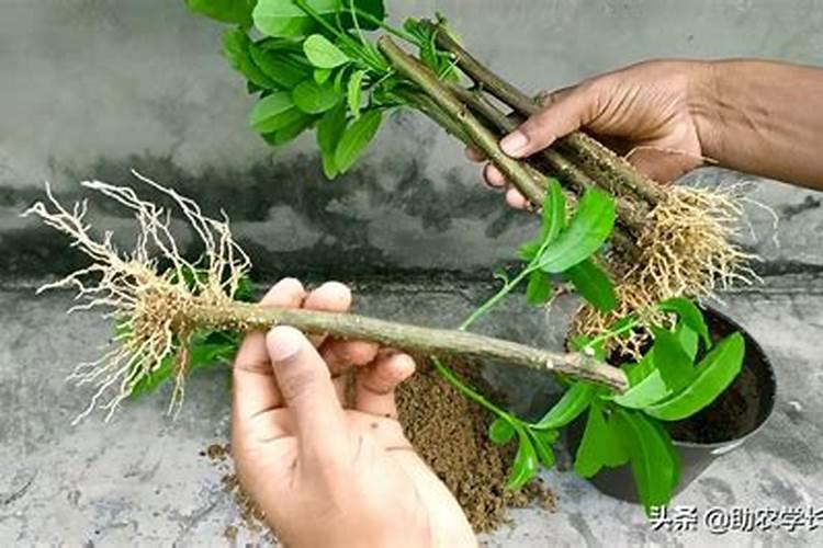 树苗施什么肥料什么时间施肥最好