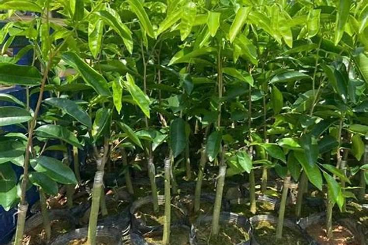 奇楠沉香树种植条件