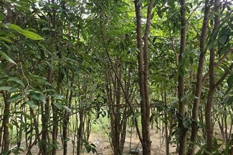 奇楠沉香怎么育苗？