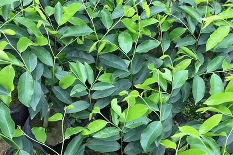 奇楠沉香树苗怎样种植？奇楠苗种植方法