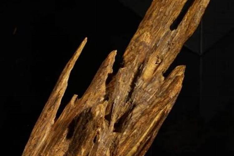 奇楠沉香树种植条件