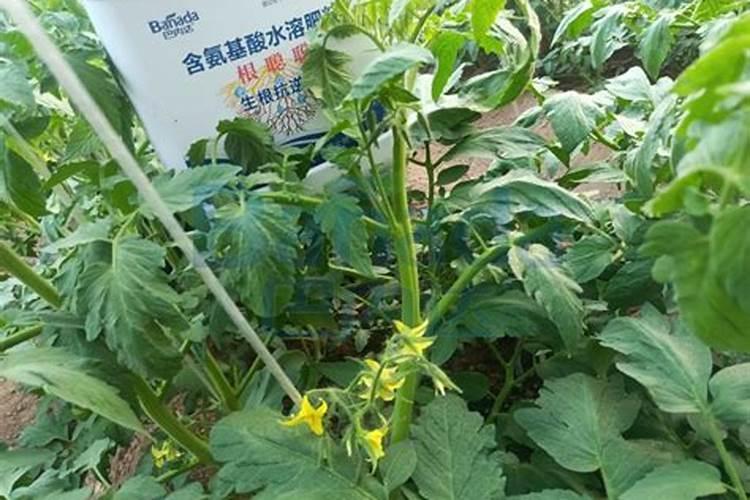 水溶肥的前十名水溶肥厂家有那些水溶肥的前十名