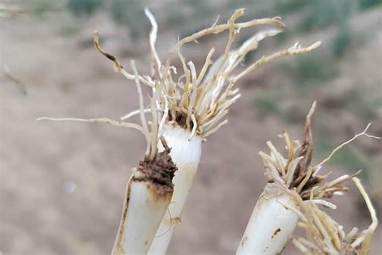 种大葱用什么肥料,肥料用多了怎么办